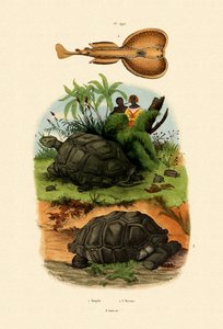 Electric Ray by French School